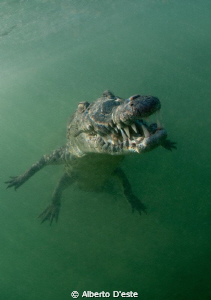 Alligator in mangrove swamp - Jardines de la rejna - Cuba... by Alberto D'este 